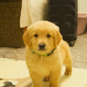Gilroy Golden Retriever