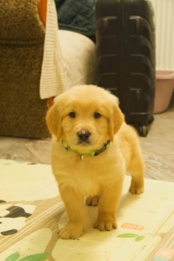 Gilroy Golden Retriever