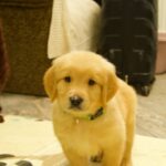 Gilroy-male-Golden-puppy-for-sale-UPD-2