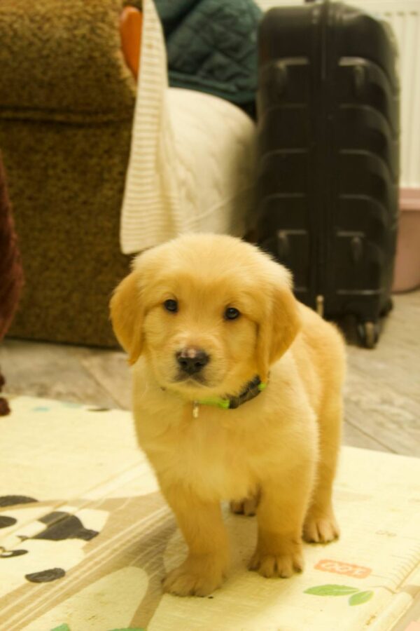 Gilroy Golden Retriever