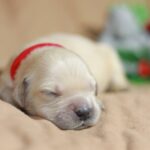 Gloria-female-Golden-Retriever-puppy-for-sale-1