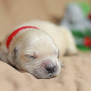 Gloria Golden Retriever