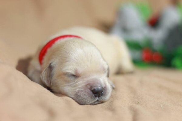 Gloria Golden Retriever