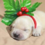 Gianna Golden Retriever