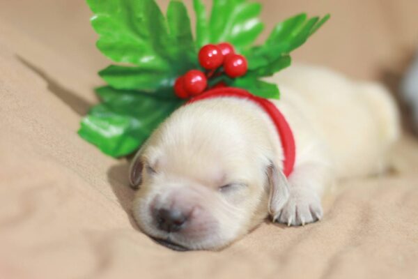 Gloria Golden Retriever