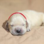 Gloria-female-Golden-Retriever-puppy-for-sale-3