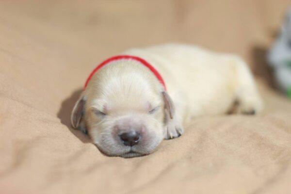 Gloria Golden Retriever