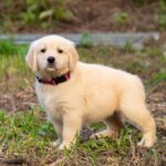 Grant Golden Retriever