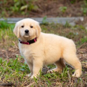 Goldie Golden Retriever