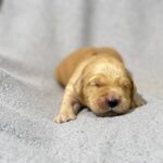 Grant-male-Golden-Retriever-puppy-for-sale-1
