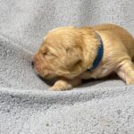 Gavin Golden Retriever