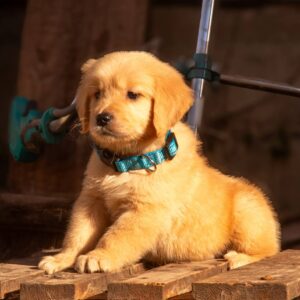 Grant Golden Retriever