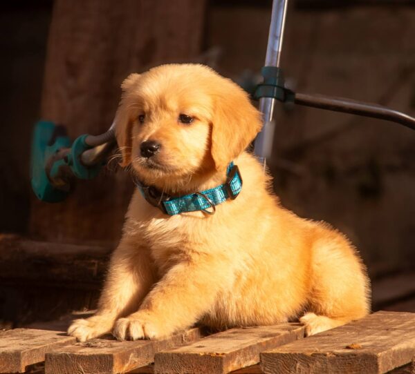 Grant Golden Retriever