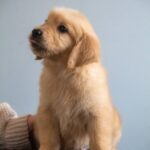 Grant-male-Golden-puppy-for-sale-UPD-2