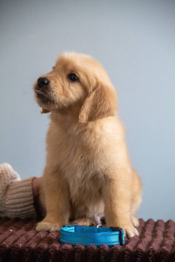 Grant Golden Retriever