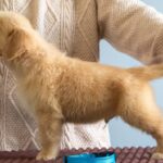 Grant-male-Golden-puppy-for-sale-UPD-3