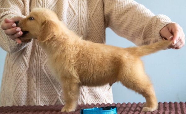 Grant Golden Retriever