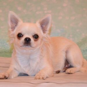 Gucci Chihuahua