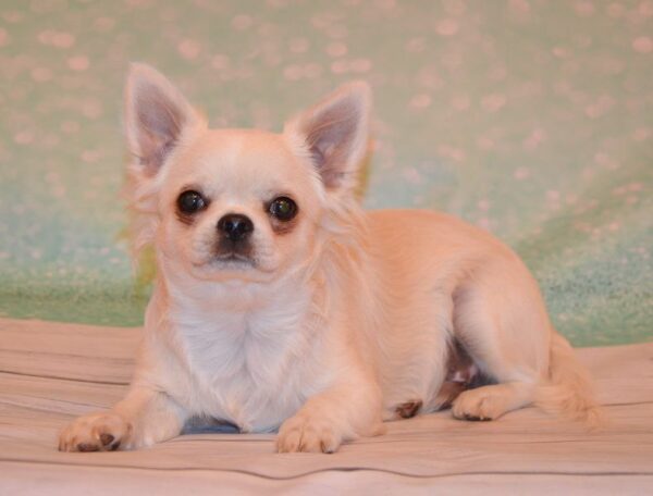 Gucci Chihuahua