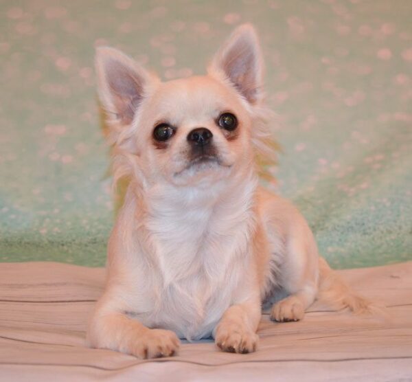 Gucci Chihuahua