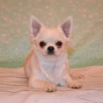 Damian Chihuahua