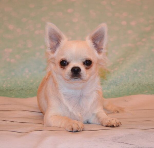 Gucci Chihuahua