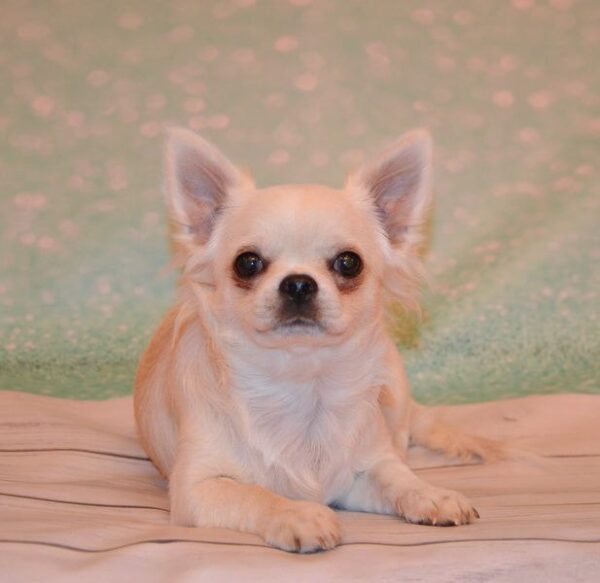 Gucci Chihuahua
