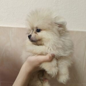 Gummi Pomeranian