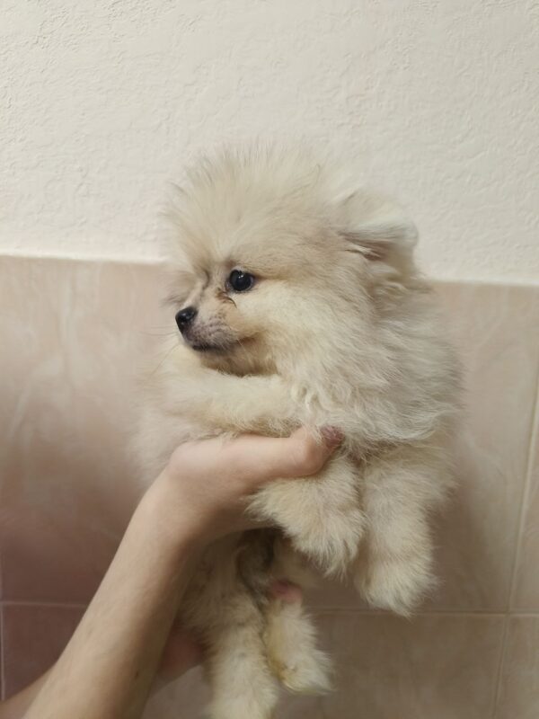 Gummi Pomeranian