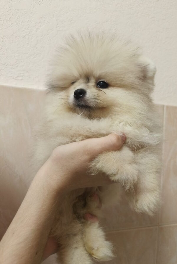 Gummi Pomeranian