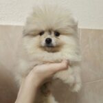 Gerry Pomeranian