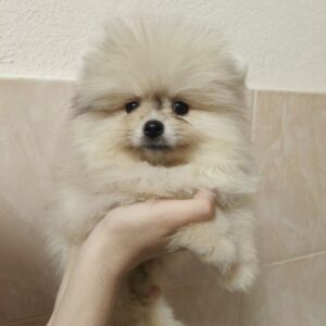 Gummi Pomeranian