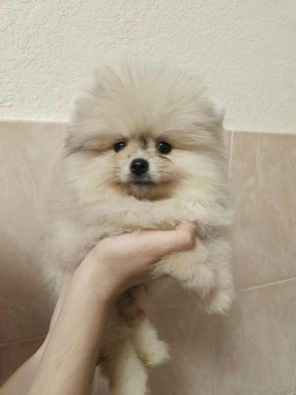 Gummi Pomeranian