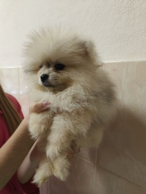 Gummi Pomeranian
