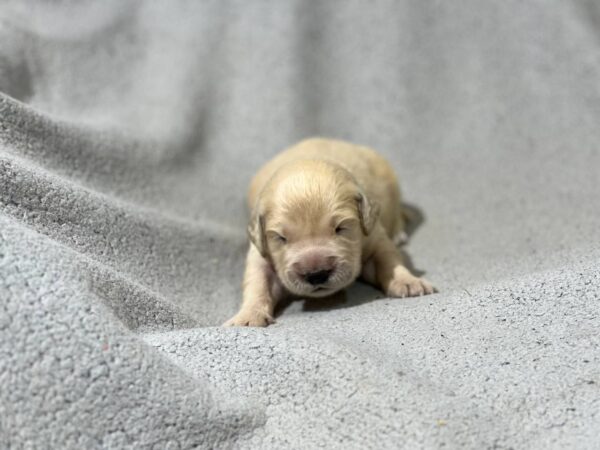 Gunnar Golden Retriever