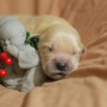 Gianna Golden Retriever