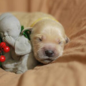 Gwen Golden Retriever