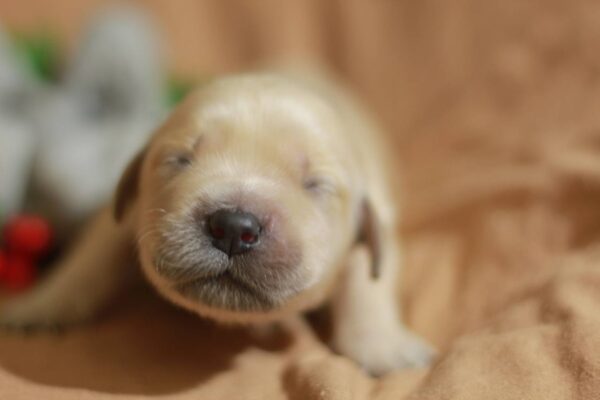 Gwen Golden Retriever