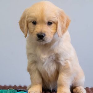 Gwen Golden Retriever