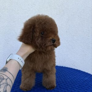 Icarus Toy Poodle