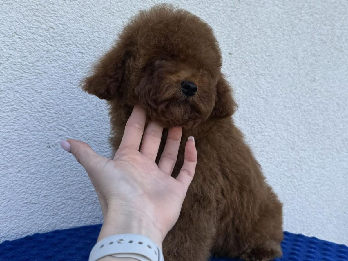 Toy Poodle Dogs and Puppies for sale