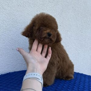 Icarus Toy Poodle