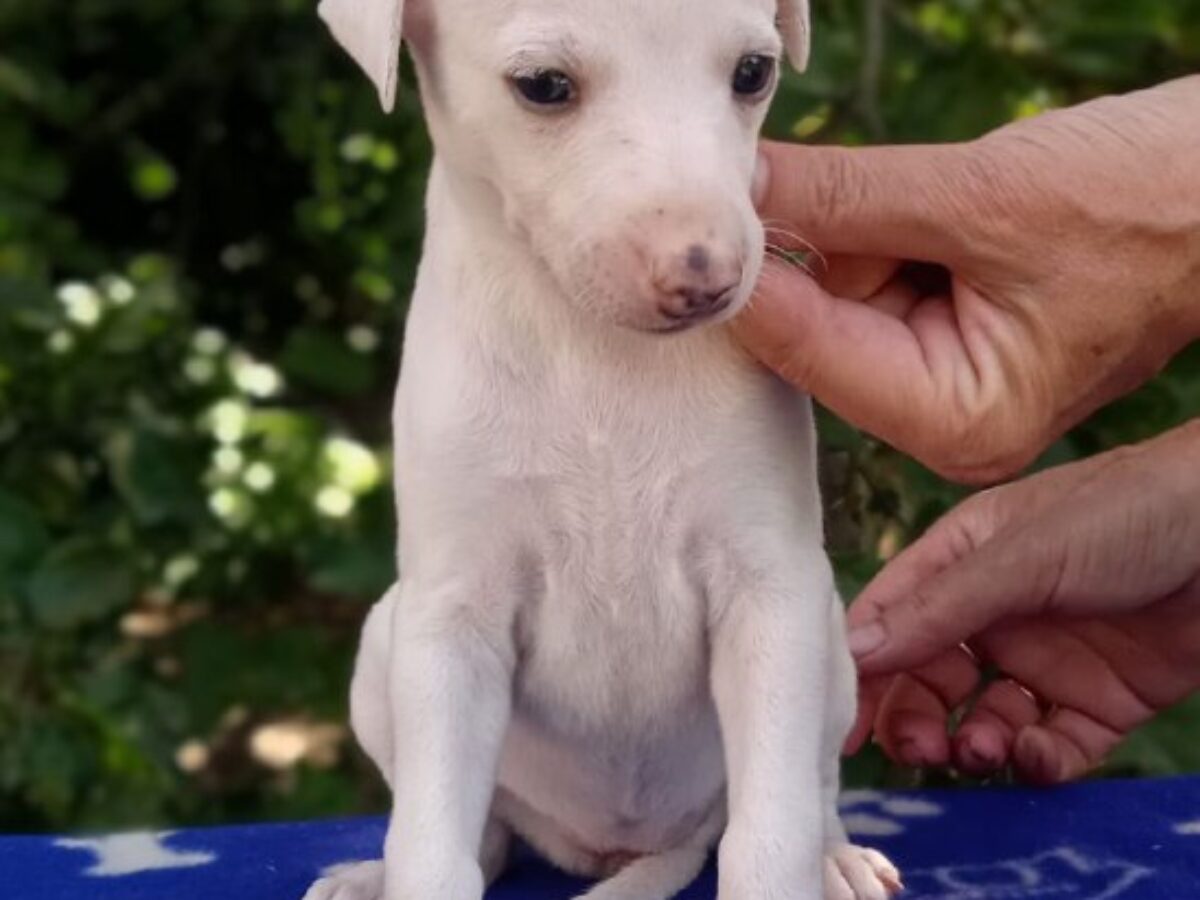 Greyhound Puppy Whippet Dog Price Whippet Puppies For Sale North