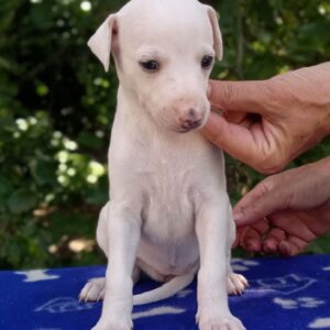 Ice Cream Whippet