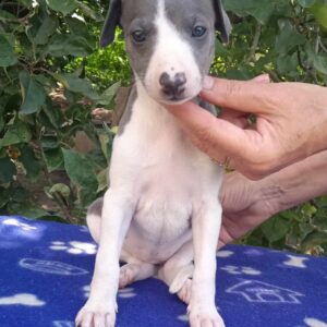Icona Whippet