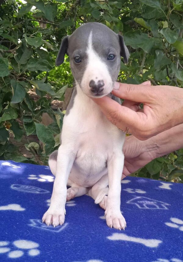 Icona Whippet