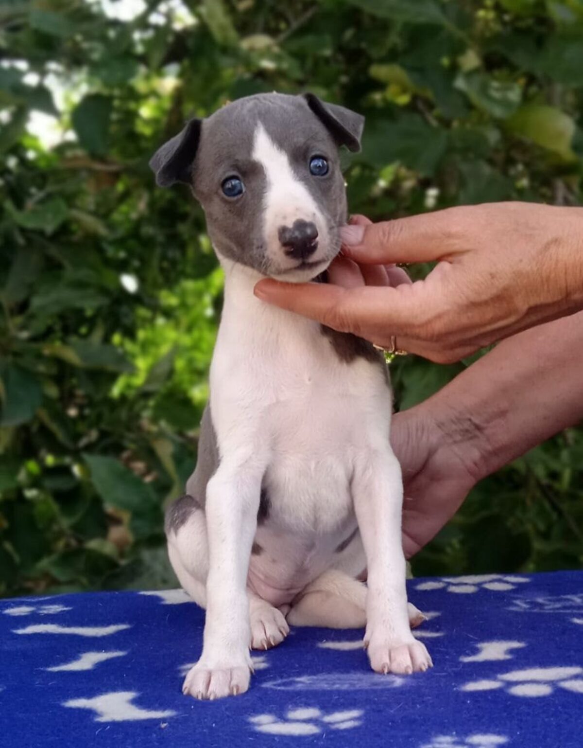 Greyhound Black Whippet Puppies For Sale Pedigree Black Whippet