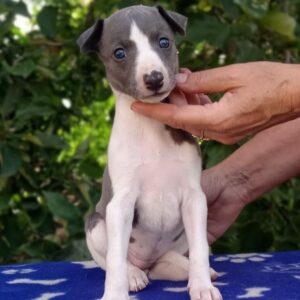 Idea Whippet