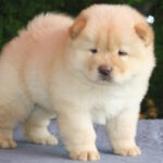 Iffy-female-chow-chow-puppy-for-sale-1 (1)