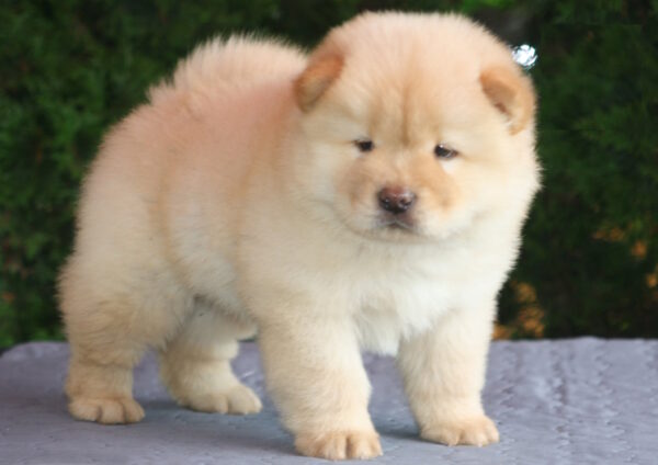 Iffy Chow-Chow